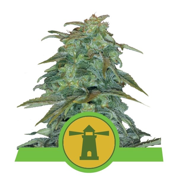 Semi di Cannabis Autofiorenti - Royal Queen Seeds